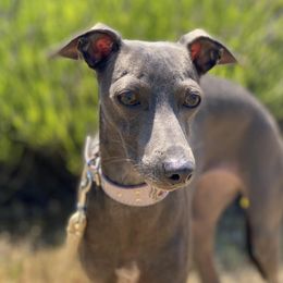 Matilda - Italian Greyhound
