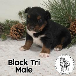 Lincoln - Black tri male Miniature Australian Shepherd puppy in Jaroso, Colorado from Heaven Sent Aussies