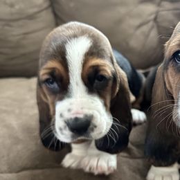 Basset Hounds from WoodKrick Bassets
