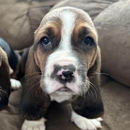 Basset Hounds from WoodKrick Bassets