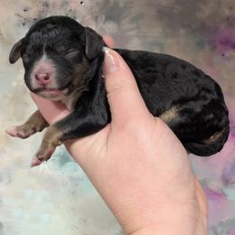 Boy 1 - Black and tan male Cavapoo puppy in Coshocton, Ohio from Forever Family Puppies
