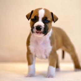 American Staffordshire Terrier Puppies from Liberty Am Staffs