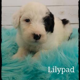 Lilypad - Black and white female Sheepadoodle puppy in Farley, Iowa from Iowa's Doodle Co.