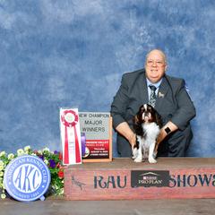 Dillon - English Toy Spaniel