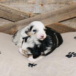 Miniature Australian Shepherd Puppies from Broken T Australian Shepherds
