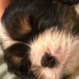 Cavalier King Charles Spaniels from Royal Country Cavaliers of Missouri