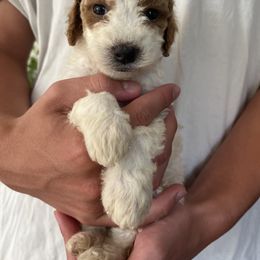 Bea - Parti female Goldendoodle puppy in Strasburg, Pennsylvania from Still Water Puppies