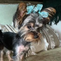 Girl 2 - Black and tan female Yorkshire Terrier puppy in Memphis, Tennessee from Mid-South Yorkie’s, LLC