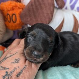 Roscoe - Blue and tan male Dachshund puppy in Barnard, Missouri from KB Doxies