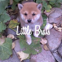 Red - Red male Shiba Inu puppy in Colorado Springs, Colorado from Little Brats