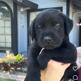 Green Collar - Black male Labrador Retriever puppy in Galt, California from On My Side Kennels