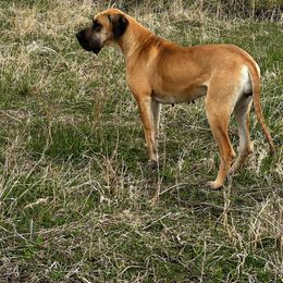 Josie - Great Dane