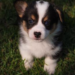 American Corgi and Pembroke Welsh Corgi Puppies from High Cotton Corgis