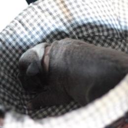 Shelby - Blue female American Bully puppy in Jefferson, Ohio from Blue Fury's