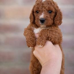 Clara - Red female Cavapoo puppy in Roseville, California from Lipscomb Doodles