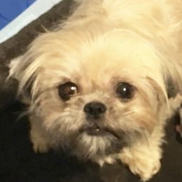 Kami - Shih Tzu