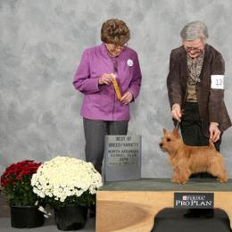 Norfolk Terrier and Norwich Terrier All Grown Up from Infinity Kennels