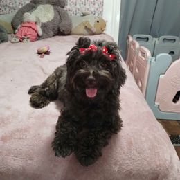 Mindy - Havanese