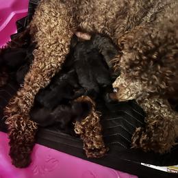 "Mama" Labradoodle All Grown Up from Kelly’s Doodles