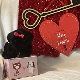 Shih Tzu Puppies from Stanford's Shih Tzus