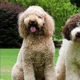 Australian Labradoodles from Classic City Labradoodles