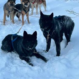 Lamb - Alaskan Husky