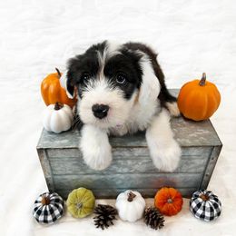 Old English Sheepdog Puppies from Heavinly Blessings Farm Pups - Old English Sheepdog Puppies