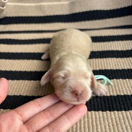 Poppy - Cream female Dachshund puppy in Hawley, Texas from Little e Dachshunds