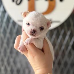 Bear - White male Chihuahua puppy in Harrison, Michigan from Cloud9 Chihuahuas