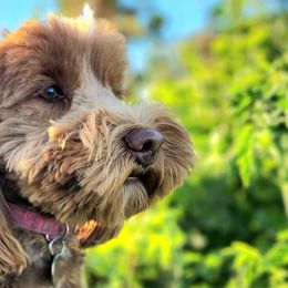 Australian Labradoodles from Freedom Ridge Labradoodles