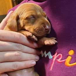 Girl 2 - Golden rust female Vizsla puppy in Bellingham, Washington from Mountain View Vizslas