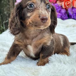 Merlin- long hair - Dapple male Dachshund puppy in Lakeland, Florida from Elite Doxies Florida