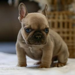 Blue Fawn Boy (white collar)(Naudia x Ace) - Blue fawn male French Bulldog puppy in Gulf Breeze, Florida from SW Frenchies