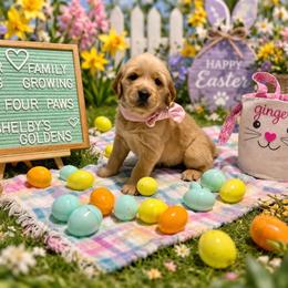 Pink - Dark golden female Golden Retriever puppy in Inverness, Florida from Sydney’s Goldens