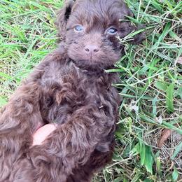 Alfie with training - Brown male Cockapoo puppy in Boonville, North Carolina from Doods & Dolls