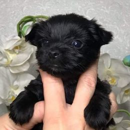 Yorkshire Terriers from Pawsitively Chocolate Yorkies