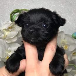 Yorkshire Terriers from Pawsitively Chocolate Yorkies