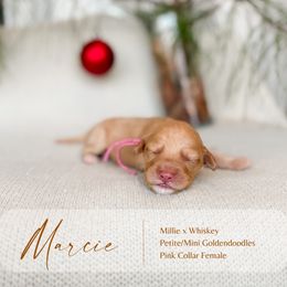 Marcie - Apricot female Goldendoodle puppy in Hiddenite, North Carolina from Rose and Reid Doodles