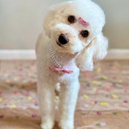 Poodle puppies from Miranda’s Sunshine Poodles and Doodles