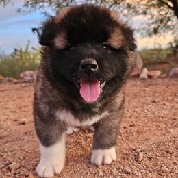 AKC Kohana - Brown, black overlay female Akita puppy in Tombstone, Arizona from WeVolution Off-Grid