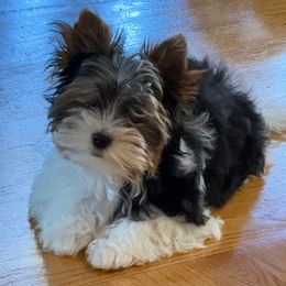 Mister Right boy - Black tan and white Biewer Terrier puppy in Lebanon, Oregon from SD99Biewers