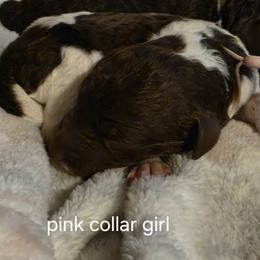 Pink collar - Parti female Goldendoodle puppy in Brownsboro, Alabama from Enchanted Goldendoodles and Poodles of NE Alabama