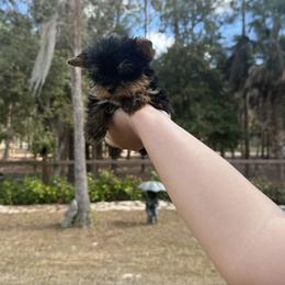 Tiny Tini Bella Milano 1.2 Pounds - Chocolate and tan female Yorkshire Terrier puppy in Naples, Florida from Puppies Forever 💙❤️🐶