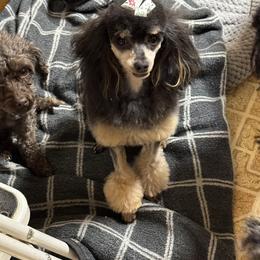 Lissy - Poodle
