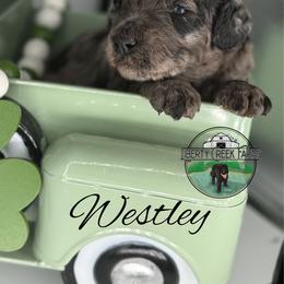 Westley - Merle male Goldendoodle puppy in Ocoee, Tennessee from Liberty Creek Farms