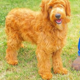 Sweety Pie - Goldendoodle