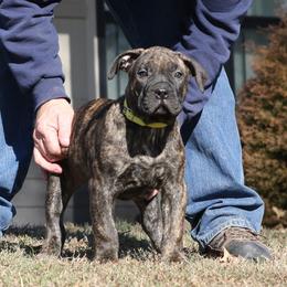 Yellow Collar - Tiger female Perro de Presa Canario puppy in Pocahontas, Illinois from Cabeza Grande Kennel