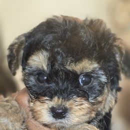 Biewer Terrier, Yorkipoo, and Yorkshire Terrier Puppies from Tiny Paws Luxury Pets