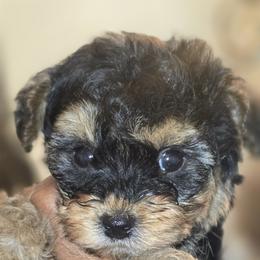Biewer Terrier, Yorkipoo, and Yorkshire Terrier Puppies from Tiny Paws Luxury Pets