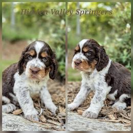 Harley - Tri-Roan male English Springer Spaniel puppy in Westminster, South Carolina from Hidden Valley Springers